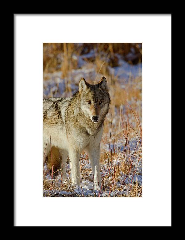 Wolf Framed Print featuring the photograph Wolf by Mark Miller
