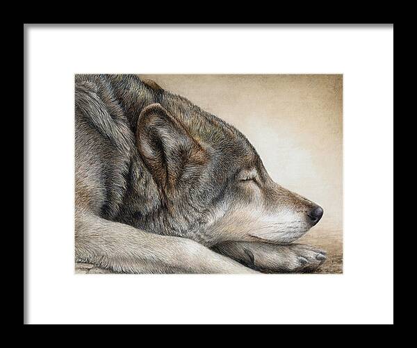 Wolf Nap Framed Print by Pat Erickson