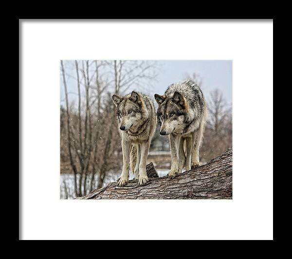 Wolf Wolves Animal Wildlife Mammal Photography Photograph Canis Lupis Grey Timberwolf Framed Print featuring the photograph Wolf Pair by Shari Jardina