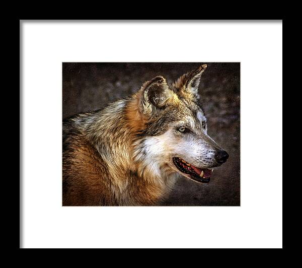 Wolf Framed Print featuring the photograph Wolf Portait by Elaine Malott