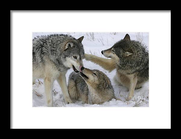 Gray Wolf Framed Print featuring the photograph Wolf Social Behavior by Jean-Louis Klein & Marie-Luce Hubert