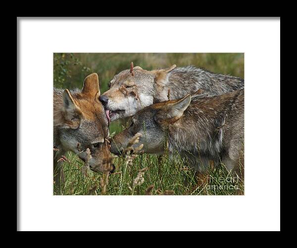 Wolves Framed Print featuring the photograph Wolf Pack - The Greeting by Phil Banks