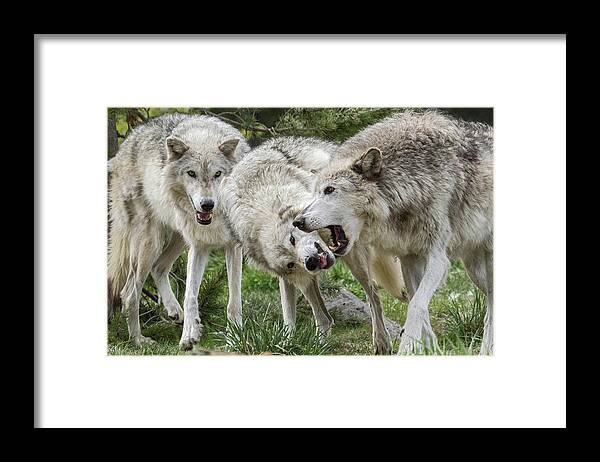 Wolf Framed Print featuring the photograph Wolves Playing by Wesley Aston