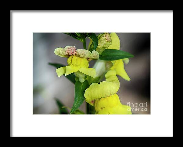 Yellow Antirrhinum Framed Print featuring the photograph Wonderful Nature - Yellow Antirrhinum by Eva-Maria Di Bella