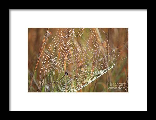 Spider Web Framed Print featuring the photograph Wonders of Nature - Dewdrop Web by Carol Groenen
