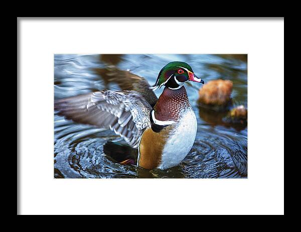 Wildlife Framed Print featuring the photograph Wood Duck Flap by Bill and Linda Tiepelman