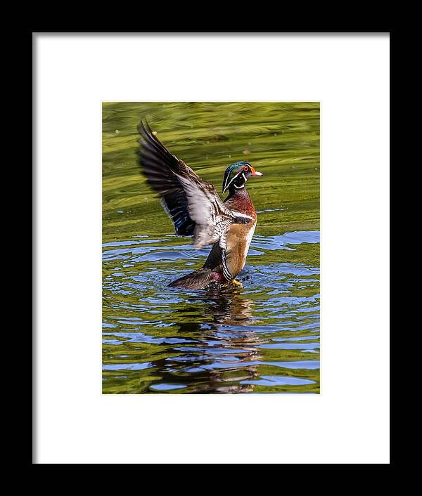 Wood Framed Print featuring the photograph Wood Duck Flapping by Jerry Cahill