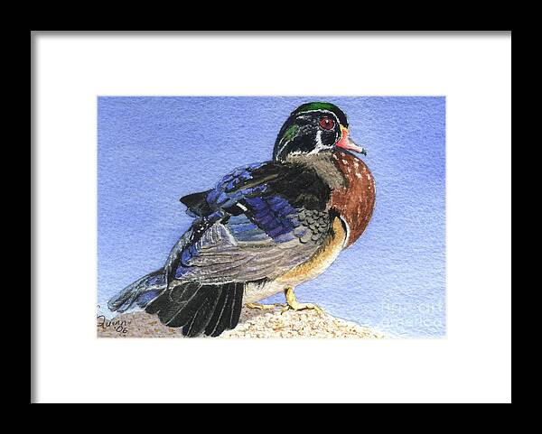Duck Framed Print featuring the painting Wood Duck by Lynn Quinn