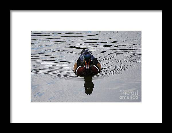 Wood Framed Print featuring the photograph Wood Duck Male 20130924_268 by Tina Hopkins