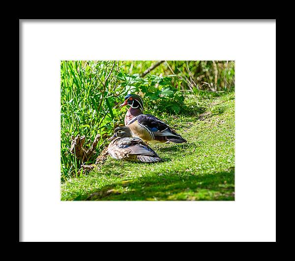 Wood Ducks Framed Print featuring the photograph Wood Duck Pair by Jerry Cahill