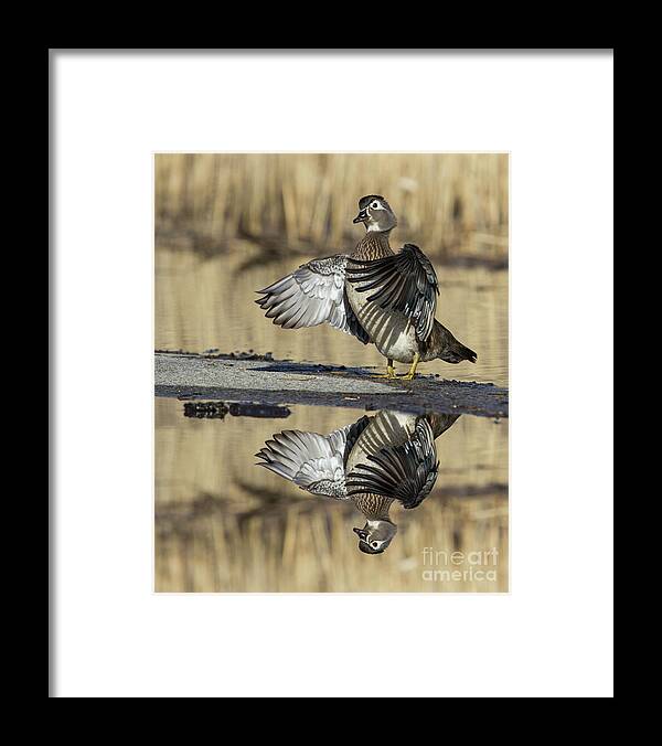 Bird Framed Print featuring the photograph Wood duck reflection by Mircea Costina Photography