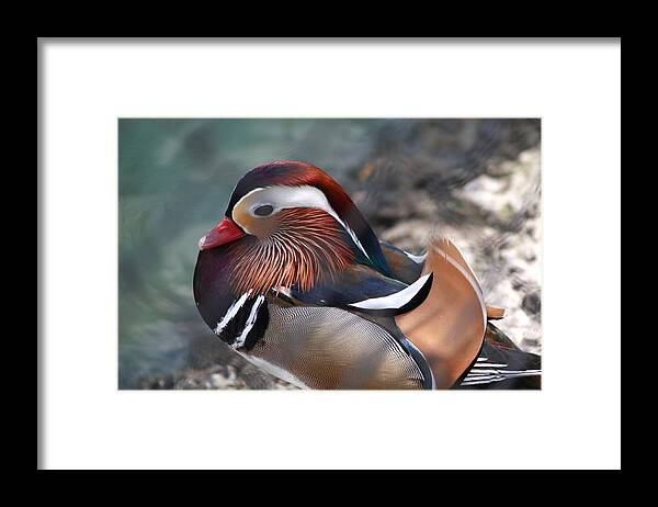 Sylvan Heights Bird Sanctuary 4 2015 Framed Print featuring the photograph Wood Duck by Teresa Doran