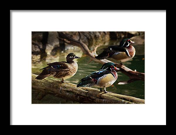 Animals Framed Print featuring the photograph Wood Ducks Posing on a Log by Dennis Dame