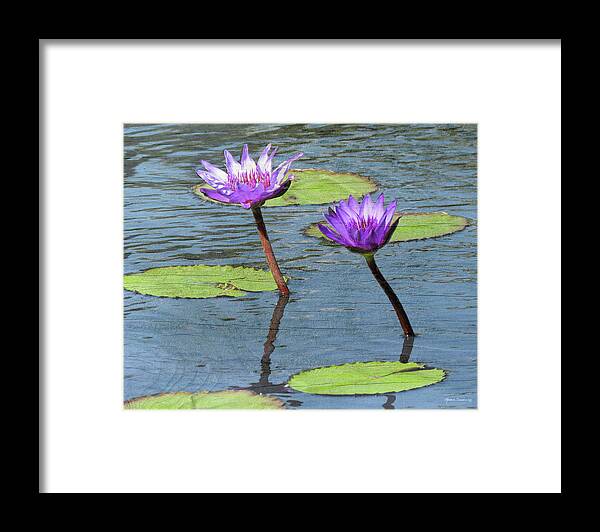 Water Lilies Framed Print featuring the photograph Wood Enhanced Water Lilies by Rosalie Scanlon