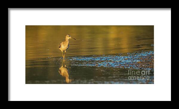 Nature Framed Print featuring the photograph Wood sandpiper at sunset by Jivko Nakev