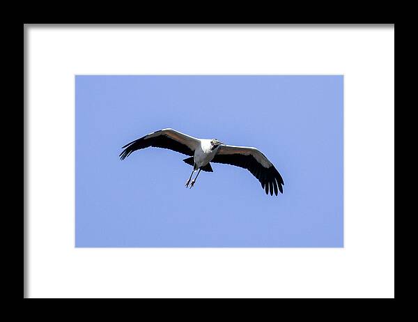 Birds Framed Print featuring the photograph Wood Stork by Gary Wightman