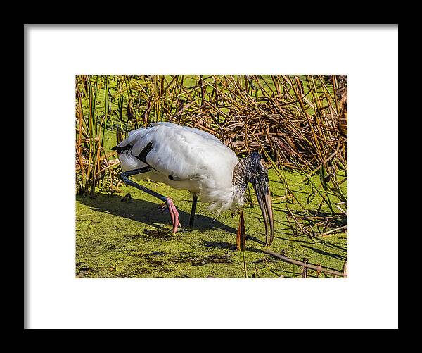 Red Bug Slough Framed Print featuring the photograph Wood Stork in Duck Weed by Richard Goldman