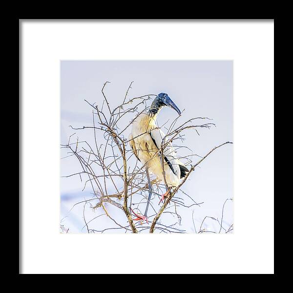 Florida Framed Print featuring the photograph Wood Stork sitting in a tree by Framing Places
