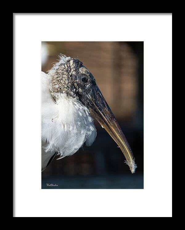 Wood Stork Framed Print featuring the photograph Wood Stork by Tim Kathka