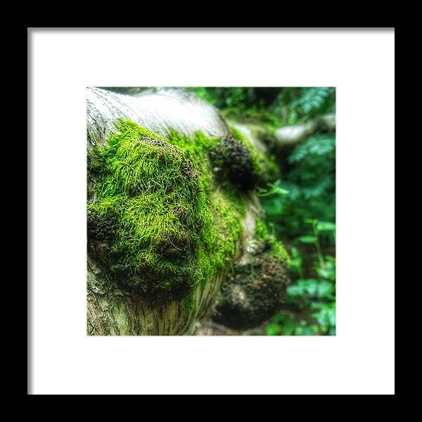 Naturephotography Framed Print featuring the photograph #wood #tree #forest #nature by Abbie Shores