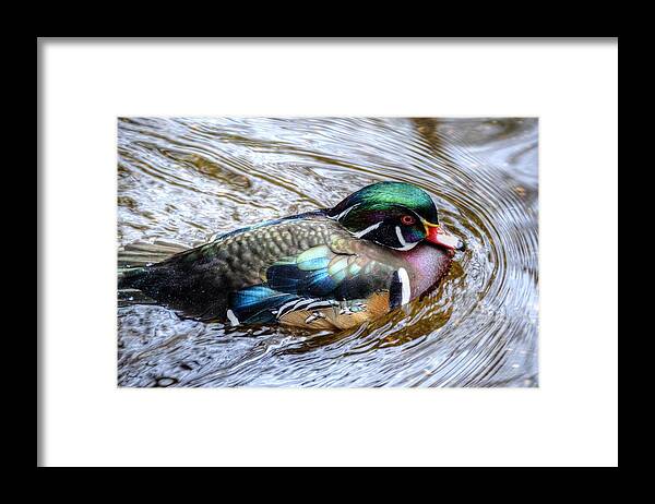 Woodduck Framed Print featuring the photograph Woodduck portrait by Ronda Ryan