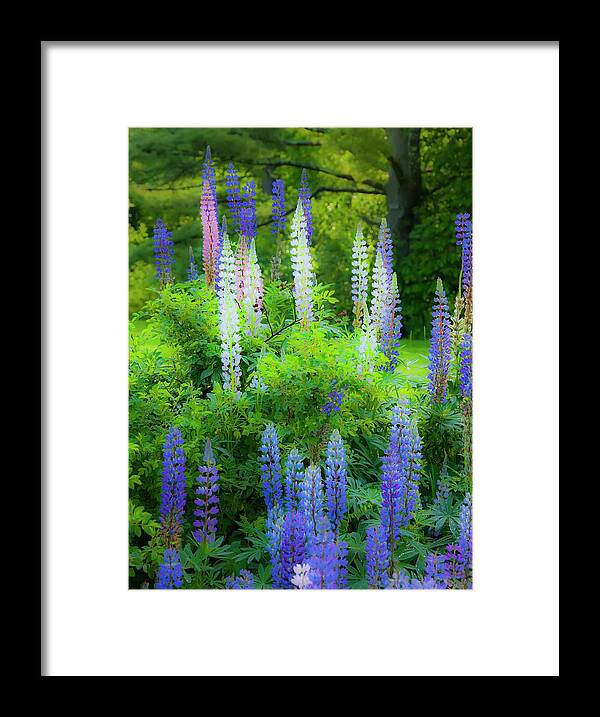 Lupines Framed Print featuring the photograph Woodland Fantasy by Jeff Cooper