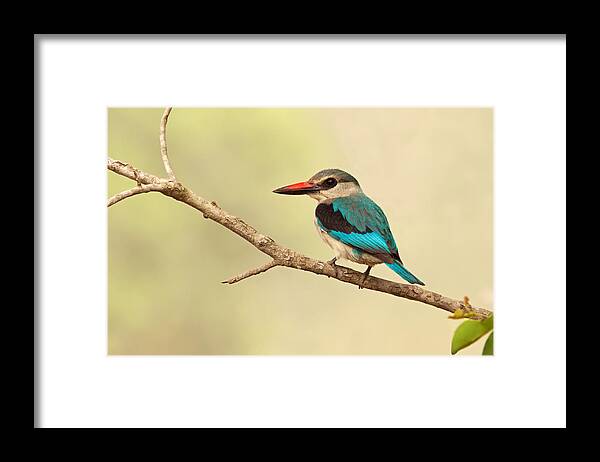 Woodland Kingfisher Framed Print featuring the photograph Woodland Kingfisher by Aivar Mikko