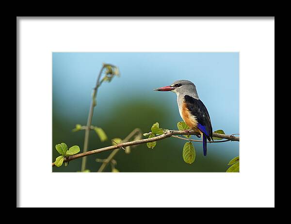 Woodland Framed Print featuring the photograph Woodland Kingfisher by Johan Elzenga