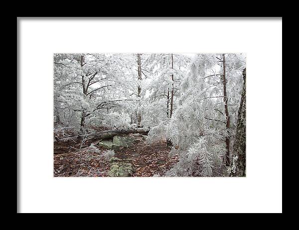 Frost Framed Print featuring the photograph Woodland Wonder by Mike Eingle