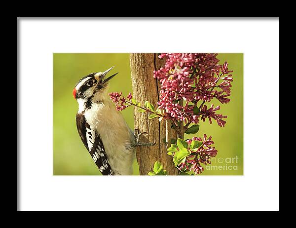 Bird Framed Print featuring the photograph Woodpecker Calling Among Flowers by Max Allen