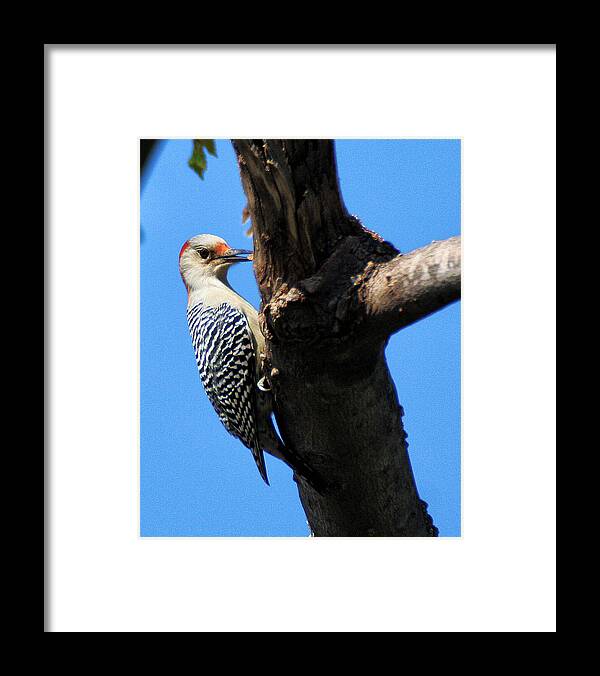 Wildlife Framed Print featuring the photograph Woodpecker Feeding by William Selander
