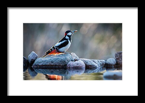 Woodpecker In Backlight Framed Print featuring the photograph Woodpecker in backlight by Torbjorn Swenelius