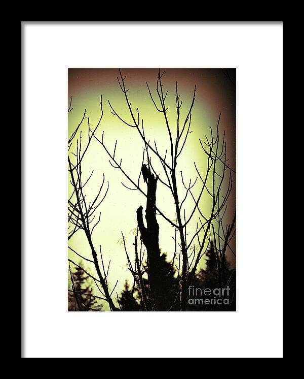 Woodpecker Framed Print featuring the photograph Woodpecker Silhouette by William Tasker
