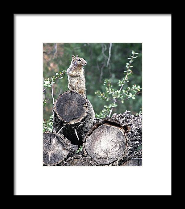 Squirrel Framed Print featuring the photograph Woodpile Squirrel by Matalyn Gardner
