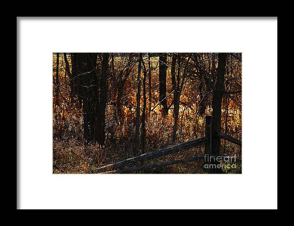 Michigan Framed Print featuring the photograph Woods - 1 by Linda Shafer