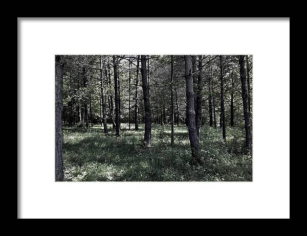 Woods Framed Print featuring the photograph Woods Walk by Danielle R T Haney