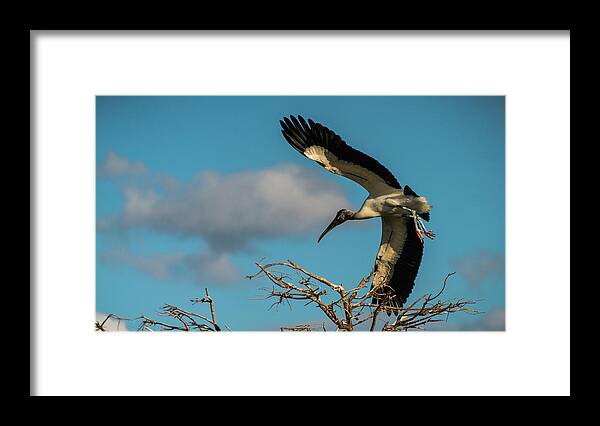 Florida Framed Print featuring the photograph Woodstork in Flight Delray Beach Florida by Lawrence S Richardson Jr