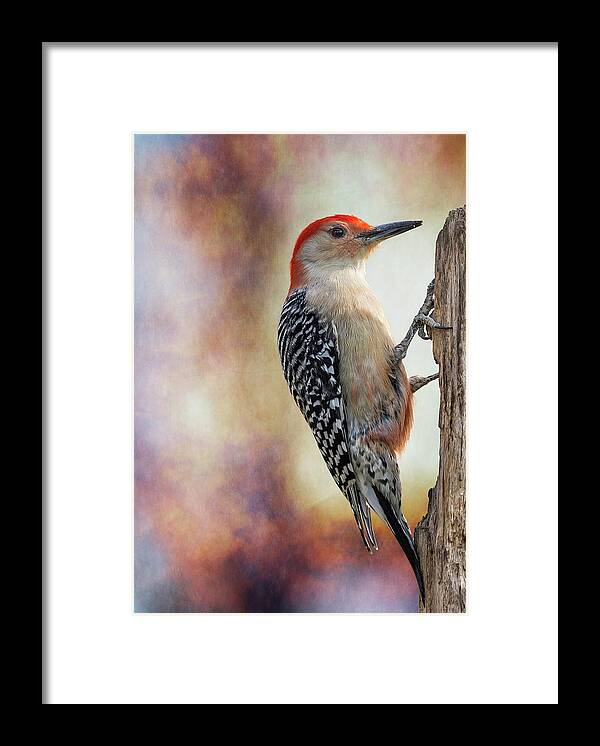 Red-bellied Woodpecker Framed Print featuring the photograph Woody Posted Right Side by Bill and Linda Tiepelman