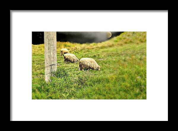 Sheep Framed Print featuring the photograph Wooly by Diana Angstadt