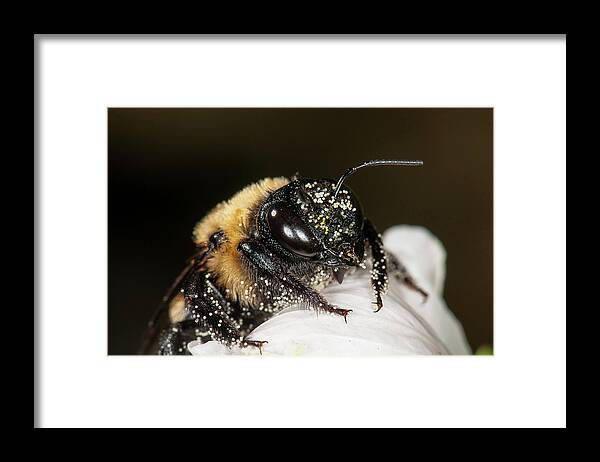 Bumblebee Framed Print featuring the photograph Worker Bee And Pollen Detail by Len Romanick