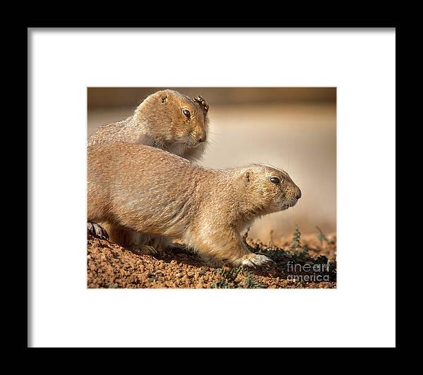 Nature Framed Print featuring the photograph Worried Prairie Dog by Robert Frederick