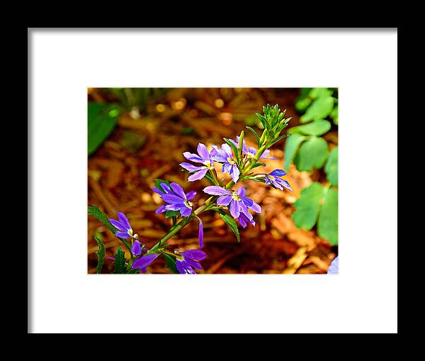 Winter Park Framed Print featuring the photograph WP Floral Study 4 2014 by Robert Meyers-Lussier