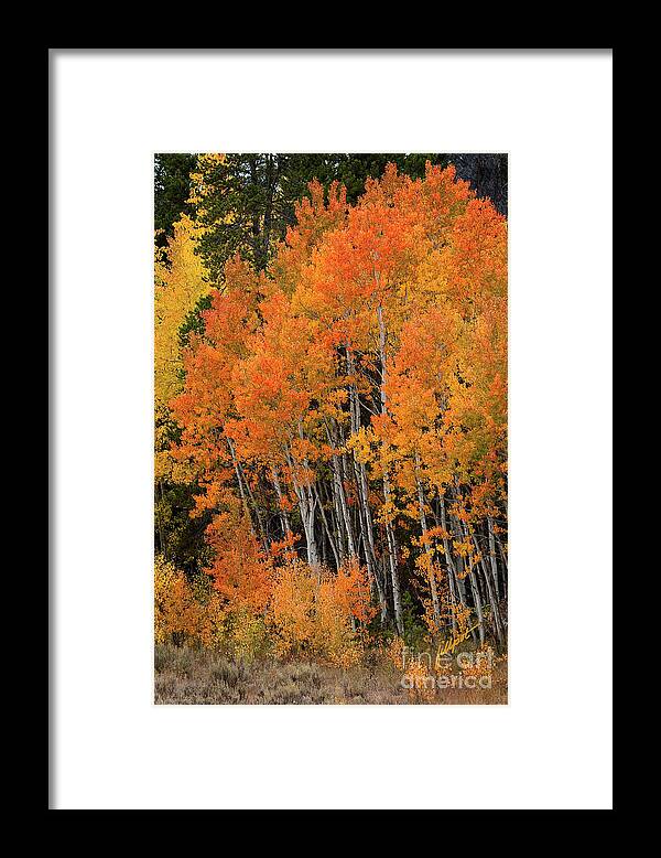 Fall Aspens Framed Print featuring the photograph Wyoming Splendor by Bon and Jim Fillpot
