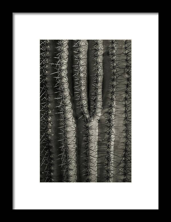 Saguaro National Park Framed Print featuring the photograph Y by Joseph Smith