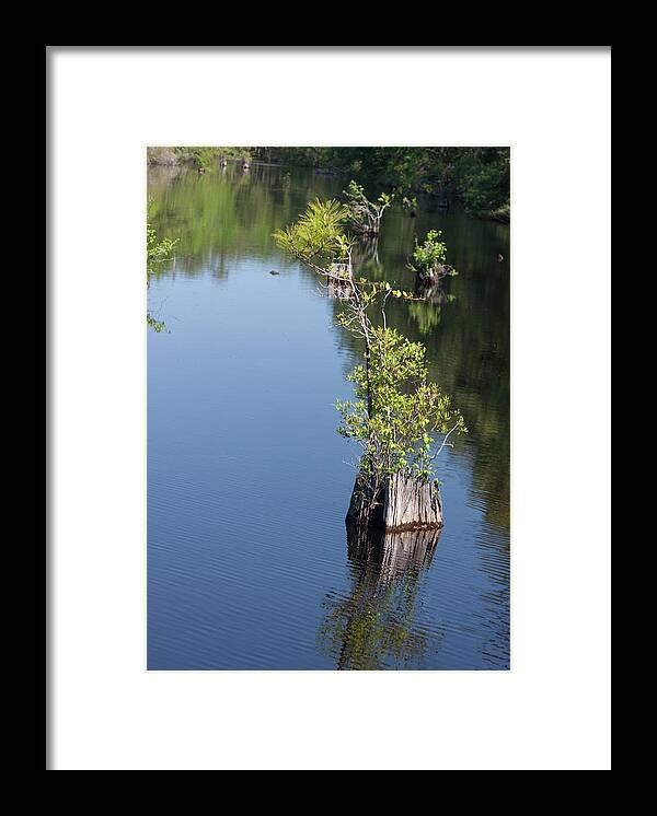 Photograph Framed Print featuring the photograph Yawkey Wildlife Refuge - Cat Island by Suzanne Gaff