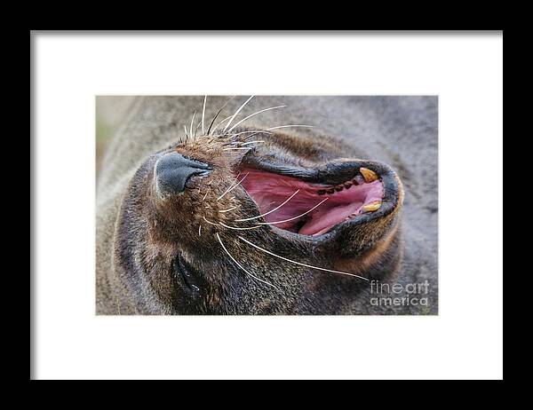 New Zealand Fur Seal Framed Print featuring the photograph Yawn ... SO Boring by Werner Padarin