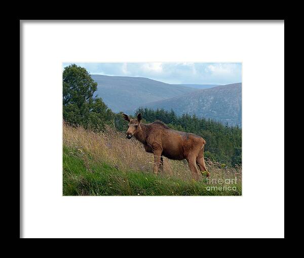 European Elk Framed Print featuring the photograph Yearling European Elk by Phil Banks
