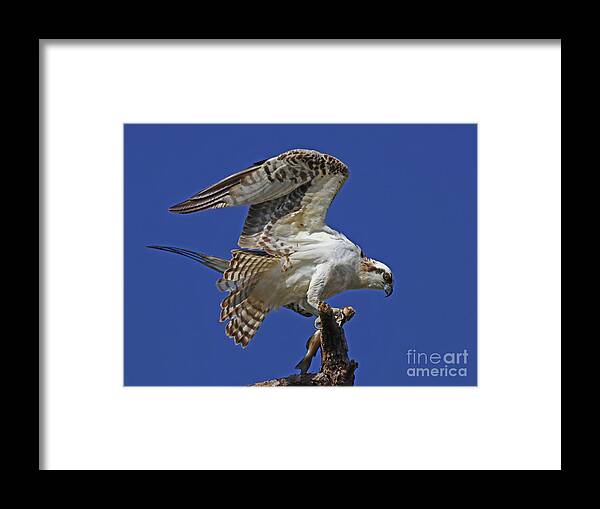 Bird Framed Print featuring the photograph Yearling Osprey by Larry Nieland