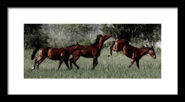 Horses Playing Framed Print featuring the photograph Yearling Spirit by Debra Sabeck