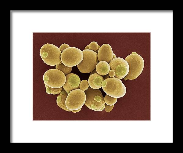 Brewer's Yeast Framed Print featuring the photograph Yeast Cells, Sem by Steve Gschmeissner